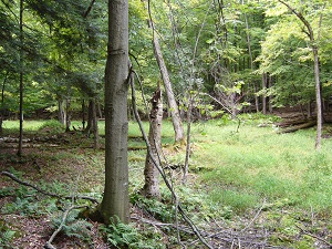 Acta Botanica Silva Drummondurbsum - Foret Drummond